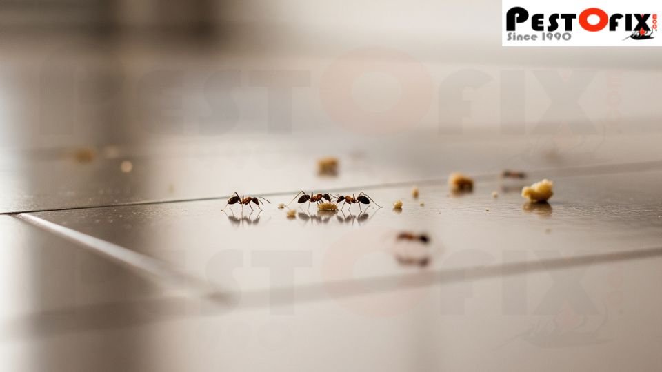 Clean kitchen floor with small crumbs attracting scout ants