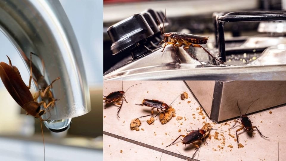Cockroaches in Gurgaon homes feeding on crumbs, hiding in stoves, and drinking from taps