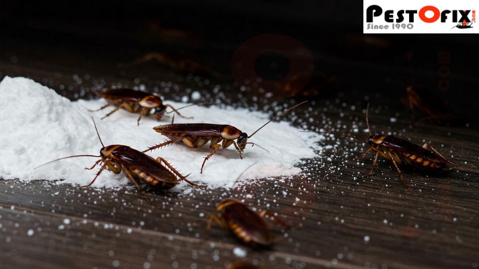 Cockroaches crawling near baking soda powder, ignoring the substance
