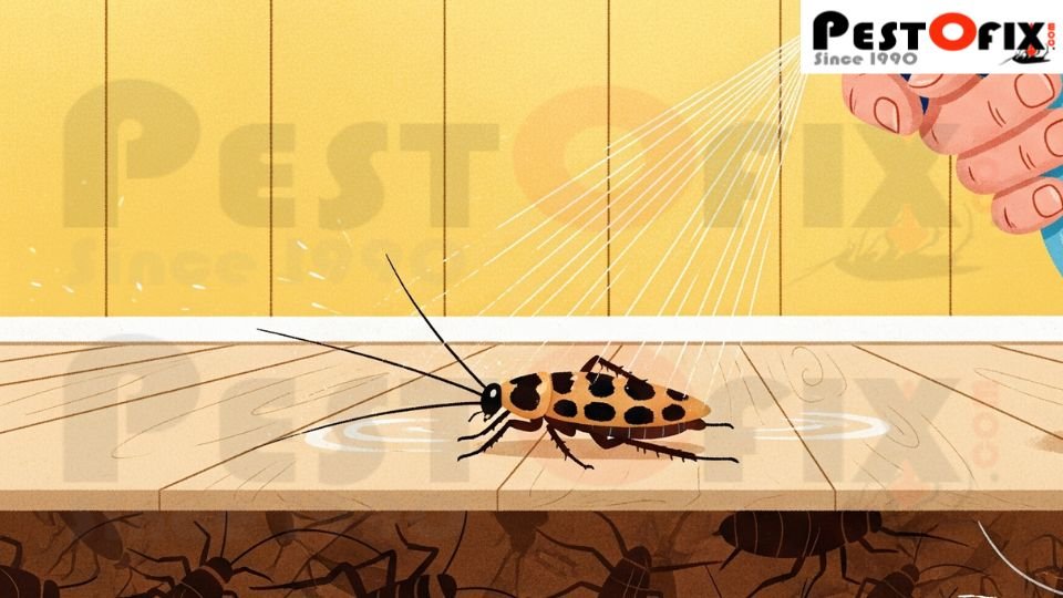 DIY pest control tools compared with professional pest control service