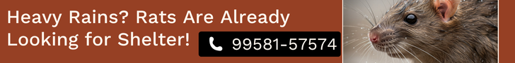 Think You’re Safe From Rats? Monsoon Drives Them In – Schedule a full rodent inspection today with Pestofix.