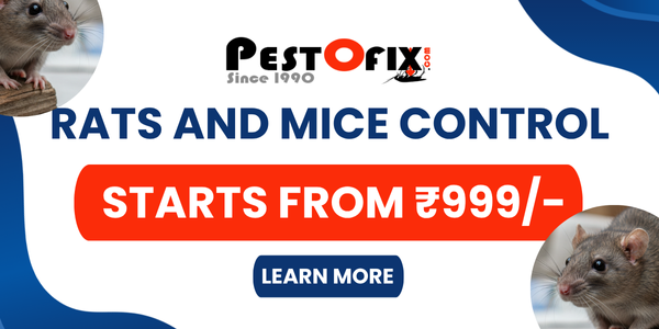 Professional rats and mice control service starting from ₹999