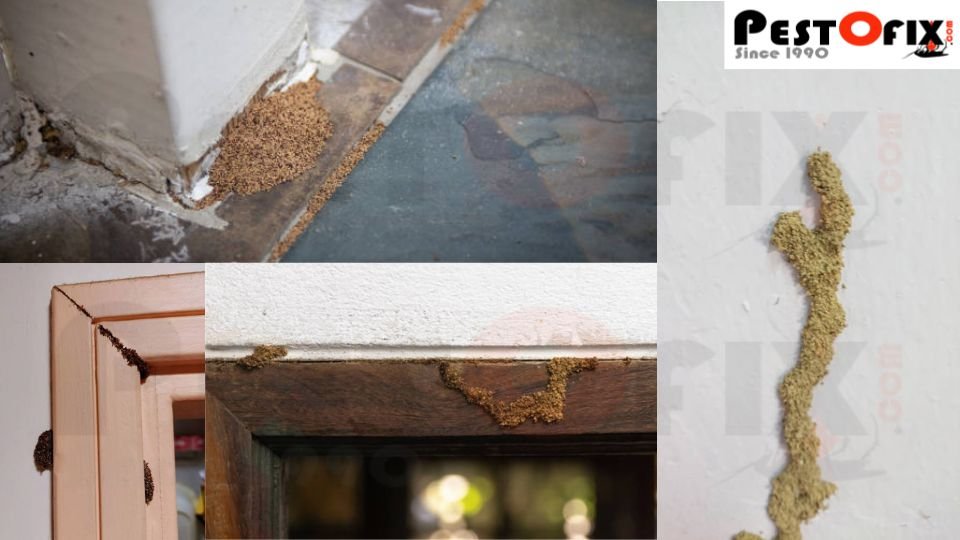 Signs of termite infestation in gurgaon