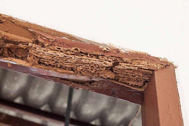 Close-up of severe termite damage on a wooden door frame, showing hollowed-out wood and crumbling edges