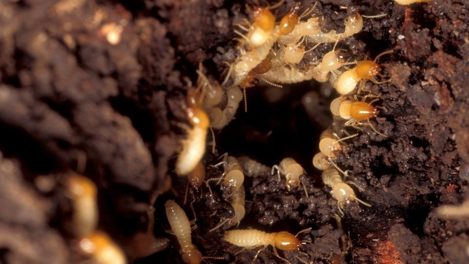 Termites in natural soil ecosystem
