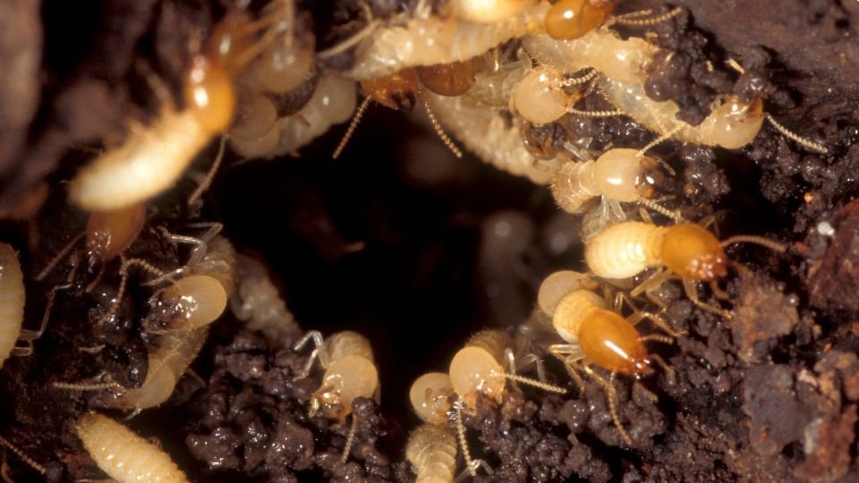 Types of termites in Gurgaon soil