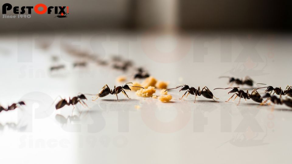 Odourless non-repellent ant spray treatment by Pestofix