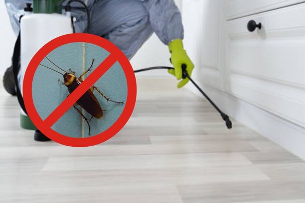 Odourless non-repellent liquid spray cockroach treatment by Pestofix