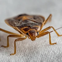 Bed Bugs Blog Update