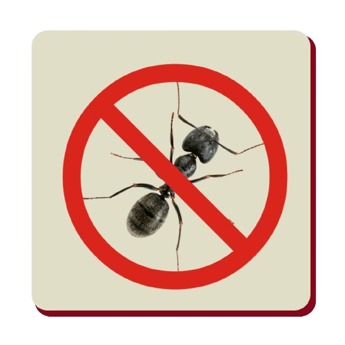 Pestofix Ants Pest Control Services Residential