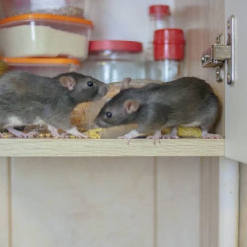 Rats/Rodents Control