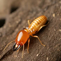 Termite Blog Update