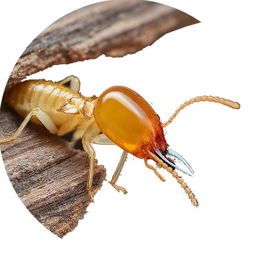 Termite Infestation