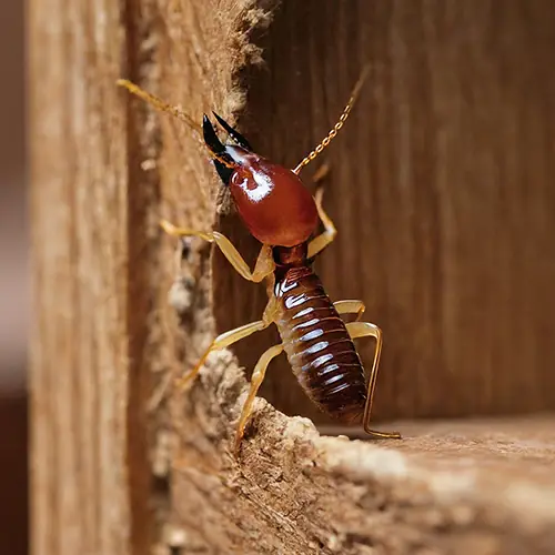 Termite Control Treatment